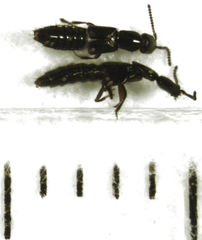 Leptacinus pusillus