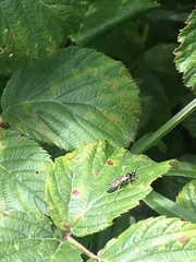 Ichneumon suspiciosus