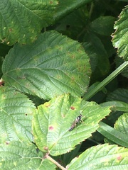 Ichneumon suspiciosus