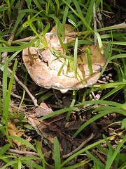 Polyporales