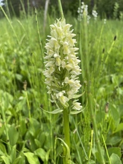Dactylorhiza incarnata ochroleuca