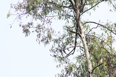 Chlorophonia elegantissima