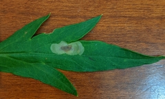 Calycomyza artemisiae