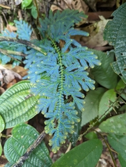 Selaginella willdenowii