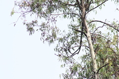 Chlorophonia elegantissima