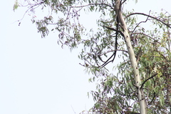 Chlorophonia elegantissima