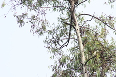 Chlorophonia elegantissima