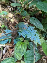Selaginella willdenowii