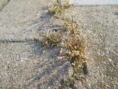 Arenaria serpyllifolia