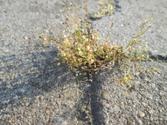 Arenaria serpyllifolia