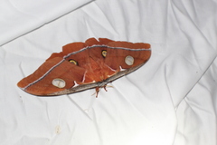 Antheraea godmani