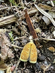 Acleris curvalana