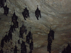 Hipposideros armiger