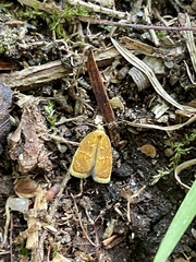Acleris curvalana