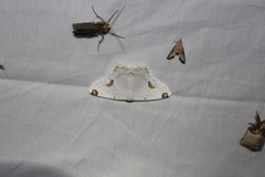 Sericoptera mahometaria