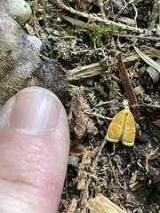 Acleris curvalana