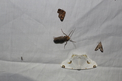 Sericoptera mahometaria