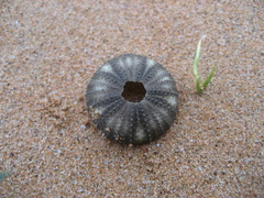 Temnopleurus