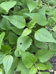 Ageratina altissima