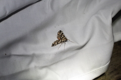 Conchylodes bryophilalis