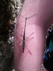 Lasiorhynchus barbicornis