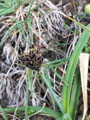 Carex parviflora