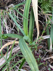 Carex parviflora