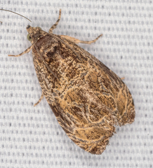 Olethreutes furfuranum