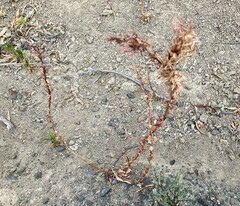 Camissoniopsis intermedia