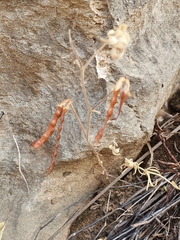 Lotus ornithopodioides