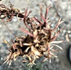 Camissoniopsis intermedia