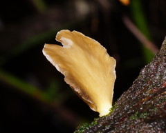 Pleurotus purpureo-olivaceus