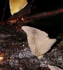 Pleurotus purpureo-olivaceus