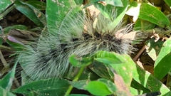 Macrobrochis gigas