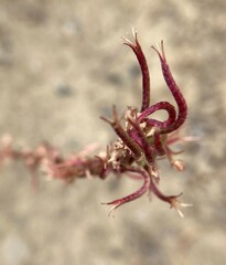 Camissoniopsis intermedia