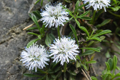 Globularia repens