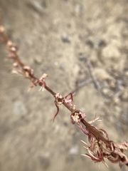 Camissoniopsis intermedia