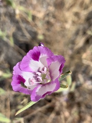 Clarkia williamsonii