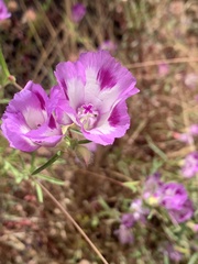Clarkia williamsonii