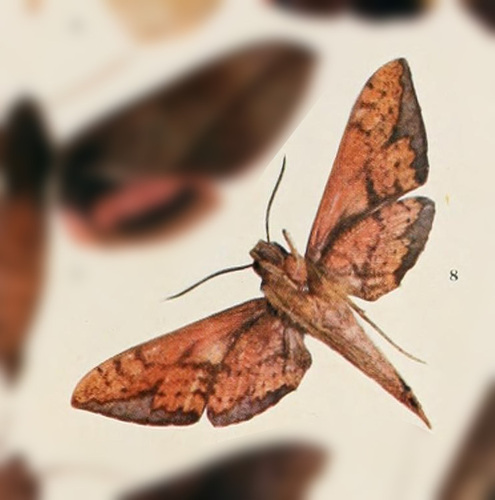 Rhagastis lunata