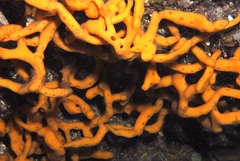 Callyspongia