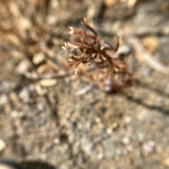 Camissoniopsis intermedia