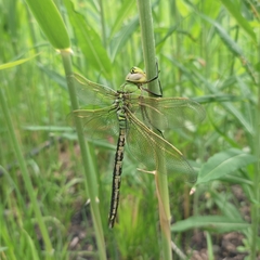 Anax imperator