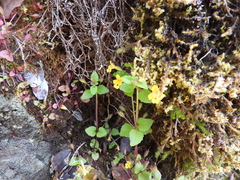 Erythranthe alsinoides