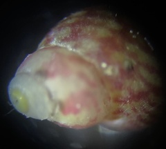 Eulithidium