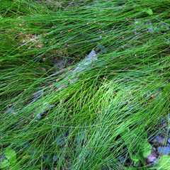 Eleocharis tenuis