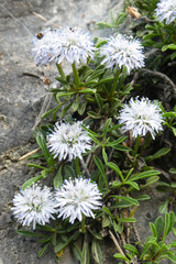 Globularia repens