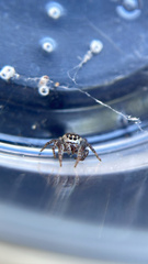 Pelegrina flavipes