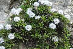Globularia repens