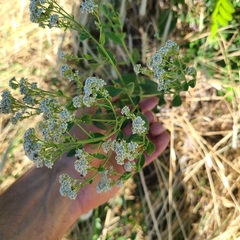 Lepidium latifolium